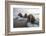 Europe, Norway, Svalbard. Walruses Emerge from the Sea-Jaynes Gallery-Framed Photographic Print