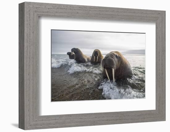 Europe, Norway, Svalbard. Walruses Emerge from the Sea-Jaynes Gallery-Framed Photographic Print