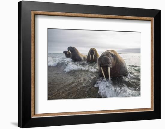 Europe, Norway, Svalbard. Walruses Emerge from the Sea-Jaynes Gallery-Framed Photographic Print