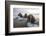 Europe, Norway, Svalbard. Walruses Emerge from the Sea-Jaynes Gallery-Framed Photographic Print