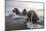 Europe, Norway, Svalbard. Walruses Emerge from the Sea-Jaynes Gallery-Mounted Photographic Print