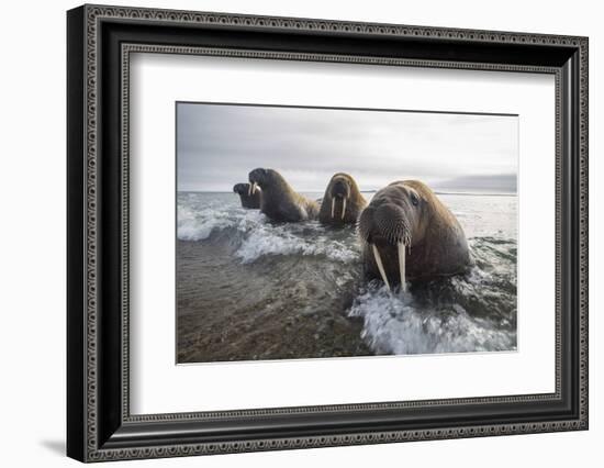 Europe, Norway, Svalbard. Walruses Emerge from the Sea-Jaynes Gallery-Framed Photographic Print