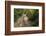 Europe, Poland, Podkarpackie Voivodeship, Bieszczady, Polonina Wetlinska - Bieszczady National Park-Mikolaj Gospodarek-Framed Photographic Print