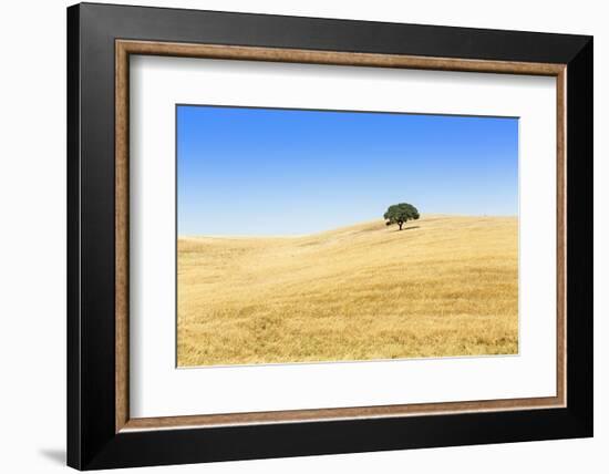 Europe, Portugal, Alentejo, a Solitary Cork Oak Tree in a Wheat Field in the Central Alentejo-Alex Robinson-Framed Photographic Print