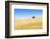 Europe, Portugal, Alentejo, a Solitary Cork Oak Tree in a Wheat Field in the Central Alentejo-Alex Robinson-Framed Photographic Print