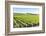 Europe, Portugal, Favaios, Vineyards-Lisa S. Engelbrecht-Framed Photographic Print