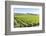 Europe, Portugal, Favaios, Vineyards-Lisa S. Engelbrecht-Framed Photographic Print