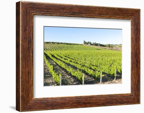 Europe, Portugal, Favaios, Vineyards-Lisa S. Engelbrecht-Framed Photographic Print