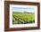 Europe, Portugal, Favaios, Vineyards-Lisa S. Engelbrecht-Framed Photographic Print