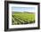 Europe, Portugal, Favaios, Vineyards-Lisa S. Engelbrecht-Framed Photographic Print