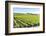 Europe, Portugal, Favaios, Vineyards-Lisa S. Engelbrecht-Framed Photographic Print