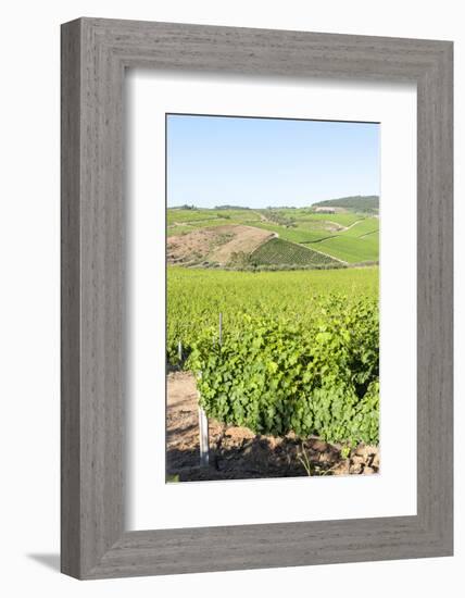 Europe, Portugal, Favaios, Vineyards-Lisa S. Engelbrecht-Framed Photographic Print