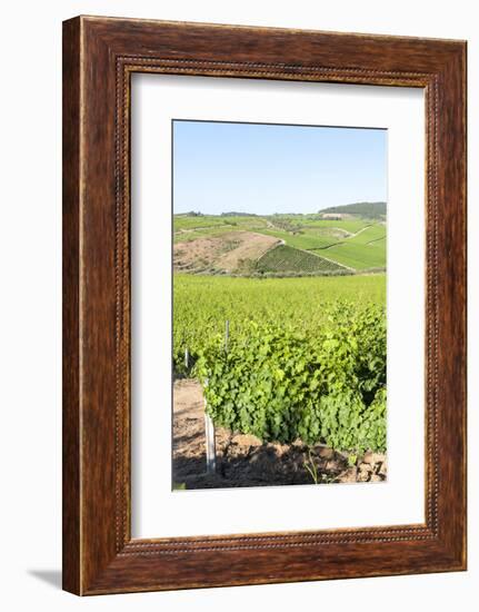 Europe, Portugal, Favaios, Vineyards-Lisa S. Engelbrecht-Framed Photographic Print