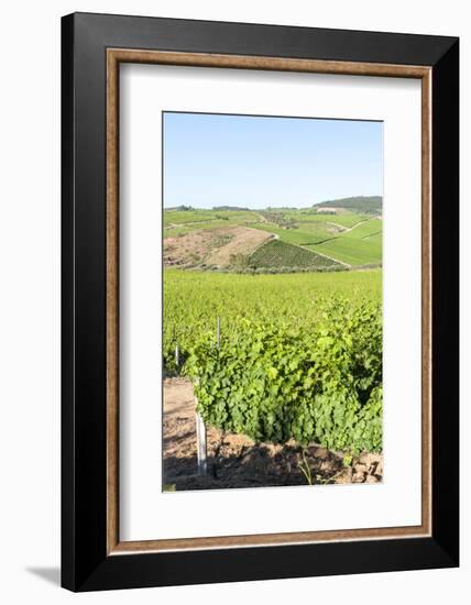 Europe, Portugal, Favaios, Vineyards-Lisa S. Engelbrecht-Framed Photographic Print