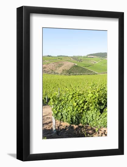 Europe, Portugal, Favaios, Vineyards-Lisa S. Engelbrecht-Framed Photographic Print