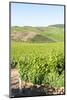 Europe, Portugal, Favaios, Vineyards-Lisa S. Engelbrecht-Mounted Photographic Print