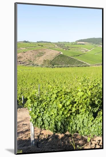 Europe, Portugal, Favaios, Vineyards-Lisa S. Engelbrecht-Mounted Photographic Print