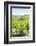 Europe, Portugal, Favaios, Vineyards-Lisa S. Engelbrecht-Framed Photographic Print