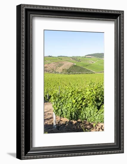 Europe, Portugal, Favaios, Vineyards-Lisa S. Engelbrecht-Framed Photographic Print