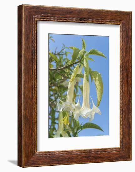 Europe, Portugal, Obidos, Angel's Trumpet Tree-Lisa S. Engelbrecht-Framed Photographic Print