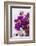 Europe, Portugal, Obidos, Bougainvillea-Lisa S. Engelbrecht-Framed Photographic Print