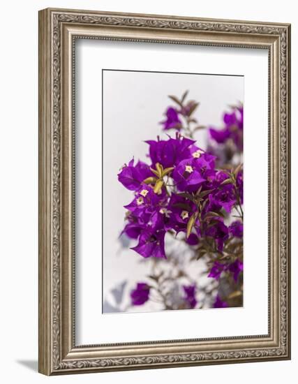 Europe, Portugal, Obidos, Bougainvillea-Lisa S. Engelbrecht-Framed Photographic Print