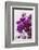 Europe, Portugal, Obidos, Bougainvillea-Lisa S. Engelbrecht-Framed Photographic Print