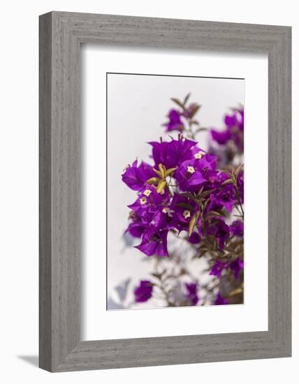 Europe, Portugal, Obidos, Bougainvillea-Lisa S. Engelbrecht-Framed Photographic Print