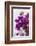 Europe, Portugal, Obidos, Bougainvillea-Lisa S. Engelbrecht-Framed Photographic Print