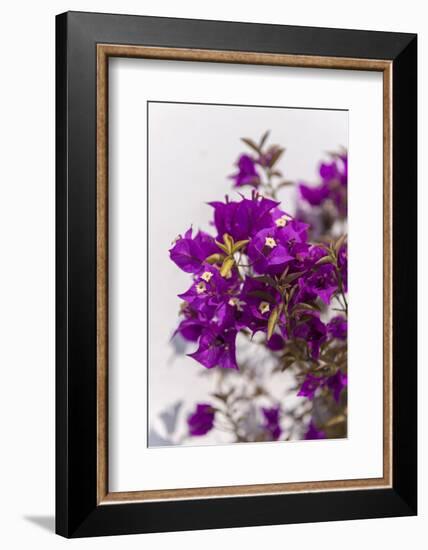 Europe, Portugal, Obidos, Bougainvillea-Lisa S. Engelbrecht-Framed Photographic Print