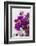 Europe, Portugal, Obidos, Bougainvillea-Lisa S. Engelbrecht-Framed Photographic Print