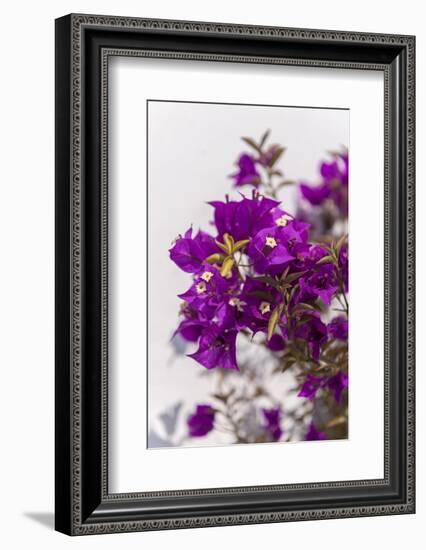 Europe, Portugal, Obidos, Bougainvillea-Lisa S. Engelbrecht-Framed Photographic Print