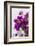 Europe, Portugal, Obidos, Bougainvillea-Lisa S. Engelbrecht-Framed Photographic Print