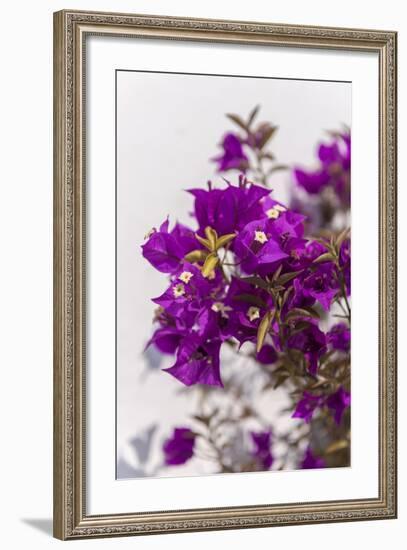 Europe, Portugal, Obidos, Bougainvillea-Lisa S. Engelbrecht-Framed Photographic Print