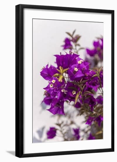 Europe, Portugal, Obidos, Bougainvillea-Lisa S. Engelbrecht-Framed Photographic Print