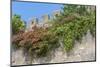 Europe, Portugal, Obidos, Flowering Plant and Vine on Battlement Wall-Lisa S. Engelbrecht-Mounted Photographic Print