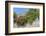 Europe, Portugal, Obidos, Flowering Plant and Vine on Battlement Wall-Lisa S. Engelbrecht-Framed Photographic Print