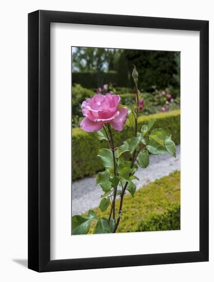 Europe, Portugal, Vila Real, Palace of Mateus, Rose in Formal Garden-Lisa S. Engelbrecht-Framed Photographic Print