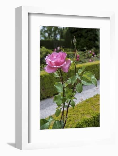 Europe, Portugal, Vila Real, Palace of Mateus, Rose in Formal Garden-Lisa S. Engelbrecht-Framed Photographic Print