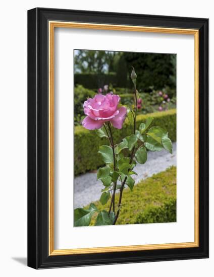 Europe, Portugal, Vila Real, Palace of Mateus, Rose in Formal Garden-Lisa S. Engelbrecht-Framed Photographic Print