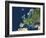 Europe, Satellite Image-PLANETOBSERVER-Framed Photographic Print