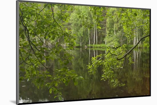 Europe, Scotland, Cairngorm National Park. Calm Lake in Forest-Cathy & Gordon Illg-Mounted Photographic Print