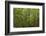 Europe, Scotland, Cairngorm National Park. Calm Lake in Forest-Cathy & Gordon Illg-Framed Photographic Print