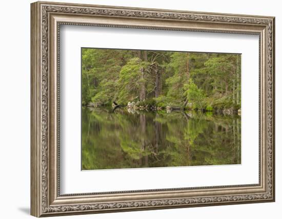 Europe, Scotland, Cairngorm National Park. Calm Lake in Forest-Cathy & Gordon Illg-Framed Photographic Print