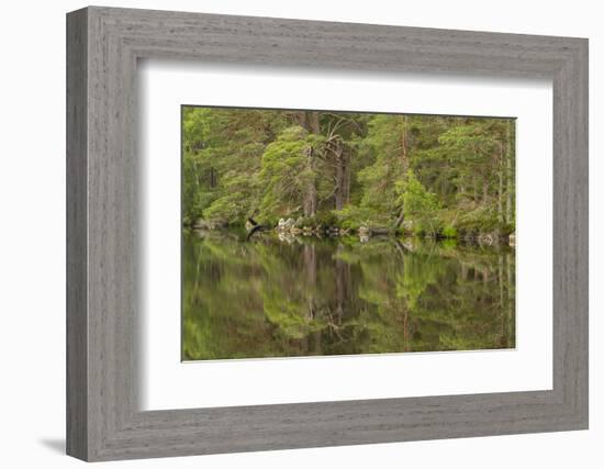 Europe, Scotland, Cairngorm National Park. Calm Lake in Forest-Cathy & Gordon Illg-Framed Photographic Print