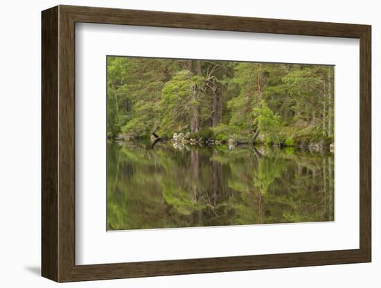 Europe, Scotland, Cairngorm National Park. Calm Lake in Forest-Cathy & Gordon Illg-Framed Photographic Print