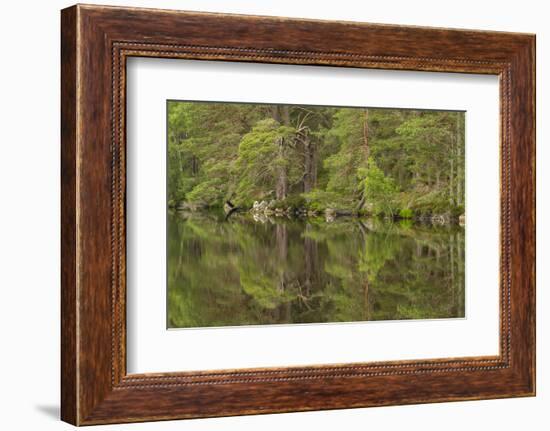 Europe, Scotland, Cairngorm National Park. Calm Lake in Forest-Cathy & Gordon Illg-Framed Photographic Print