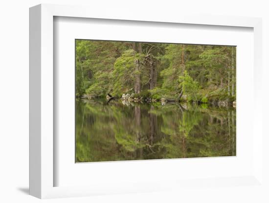 Europe, Scotland, Cairngorm National Park. Calm Lake in Forest-Cathy & Gordon Illg-Framed Photographic Print