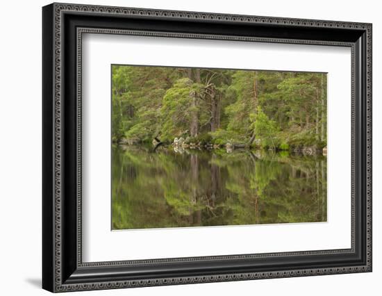 Europe, Scotland, Cairngorm National Park. Calm Lake in Forest-Cathy & Gordon Illg-Framed Photographic Print