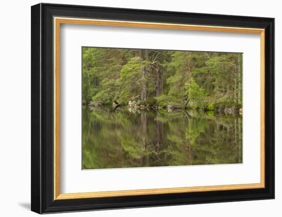 Europe, Scotland, Cairngorm National Park. Calm Lake in Forest-Cathy & Gordon Illg-Framed Photographic Print